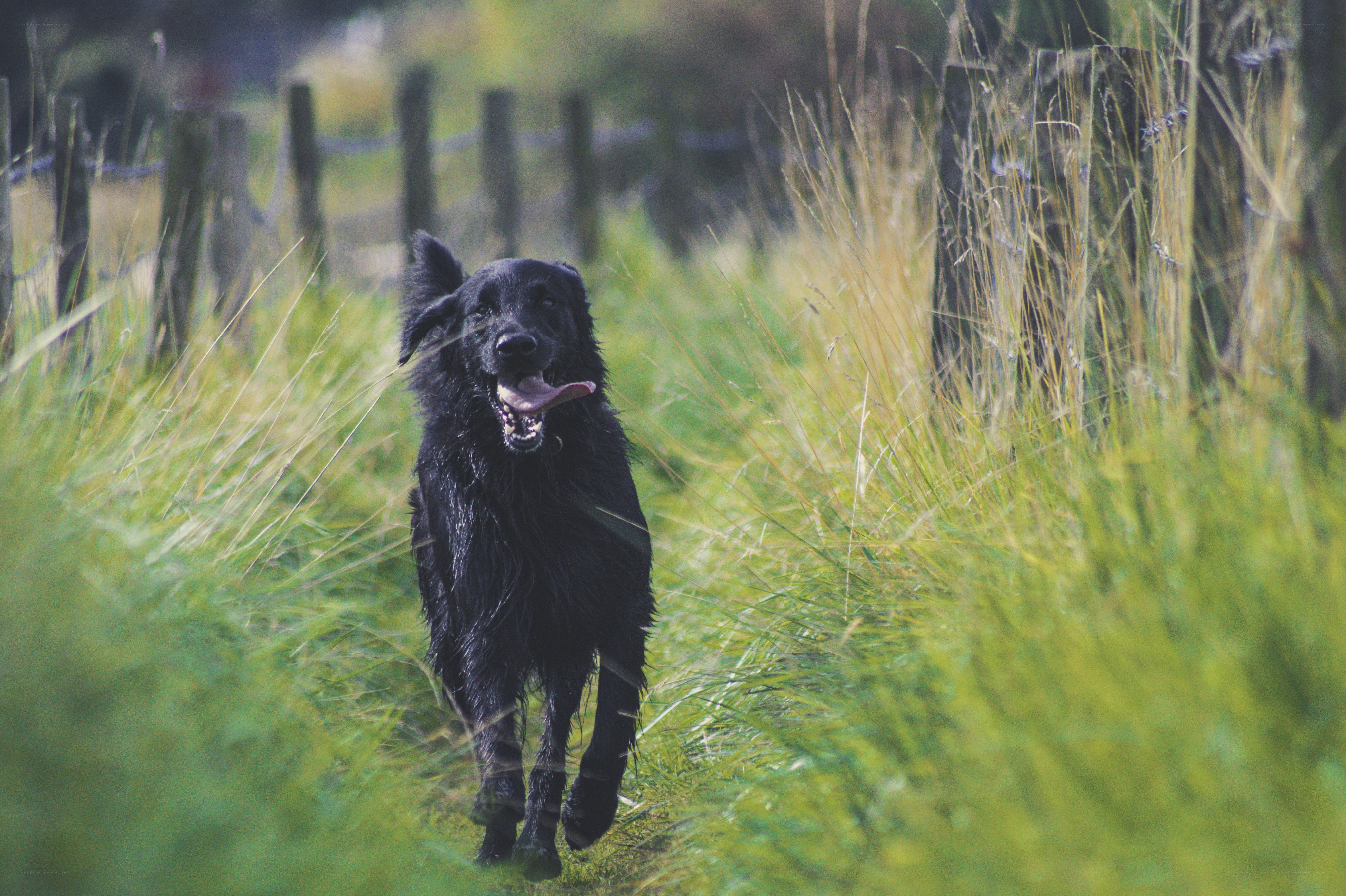 black dog running in grass