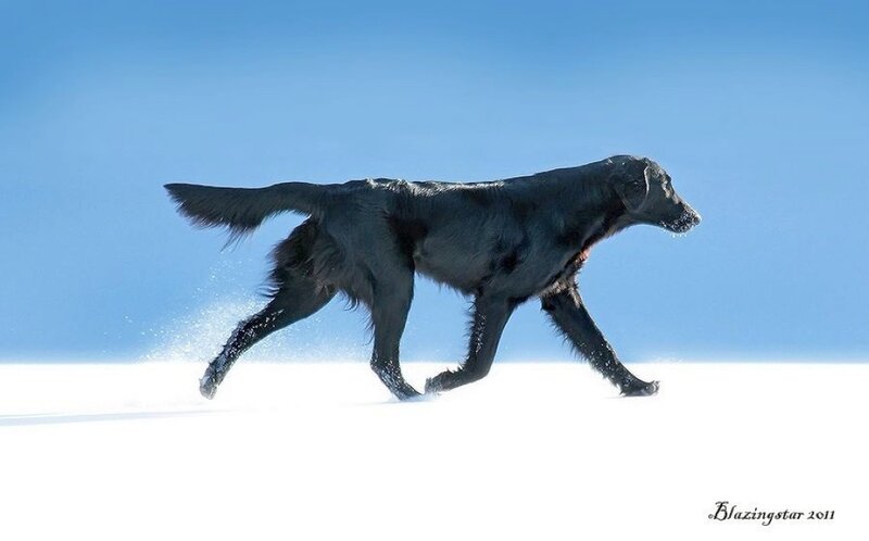 Black Dog Running in Snow