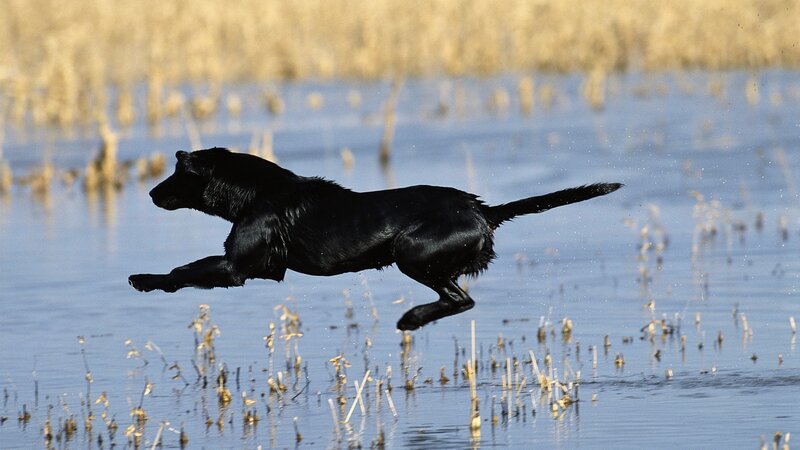 black dog running through water