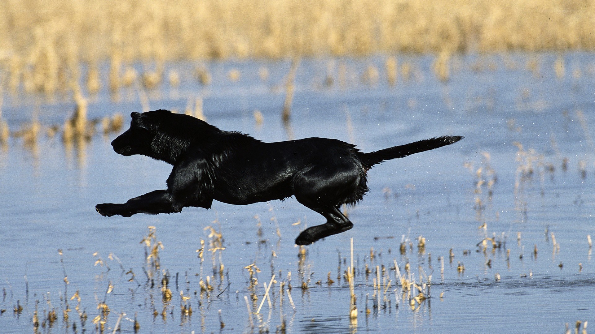 black dog running through water