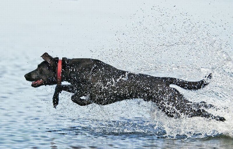 black dog running through water