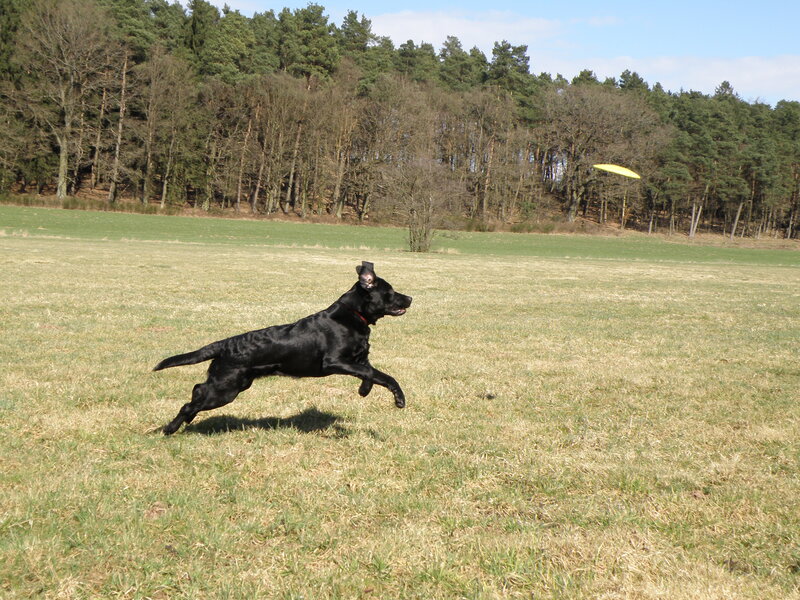 Black Dog Running