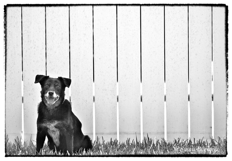 Black Dog Sitting — Calm, Photograph