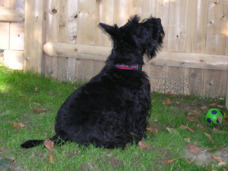 Black Dog Sitting — Calm