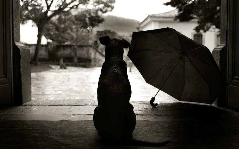 Black Dog Sitting