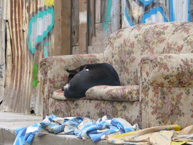 Black Dog Sleeping — Beige
