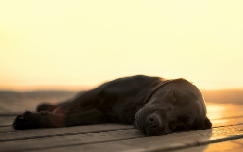 Black Dog Sleeping — Brown, Serene