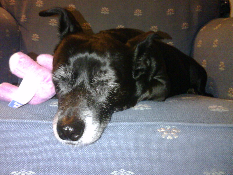 Black Dog Sleeping — Calm, Photograph