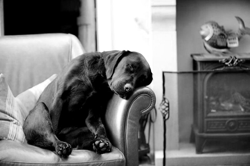 Black Dog Sleeping — Calm