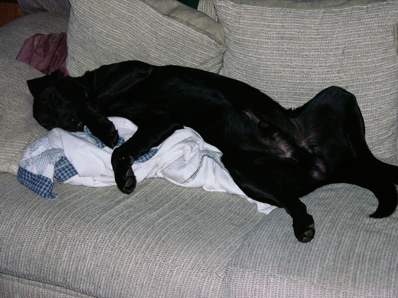 Black Dog Sleeping — Gray