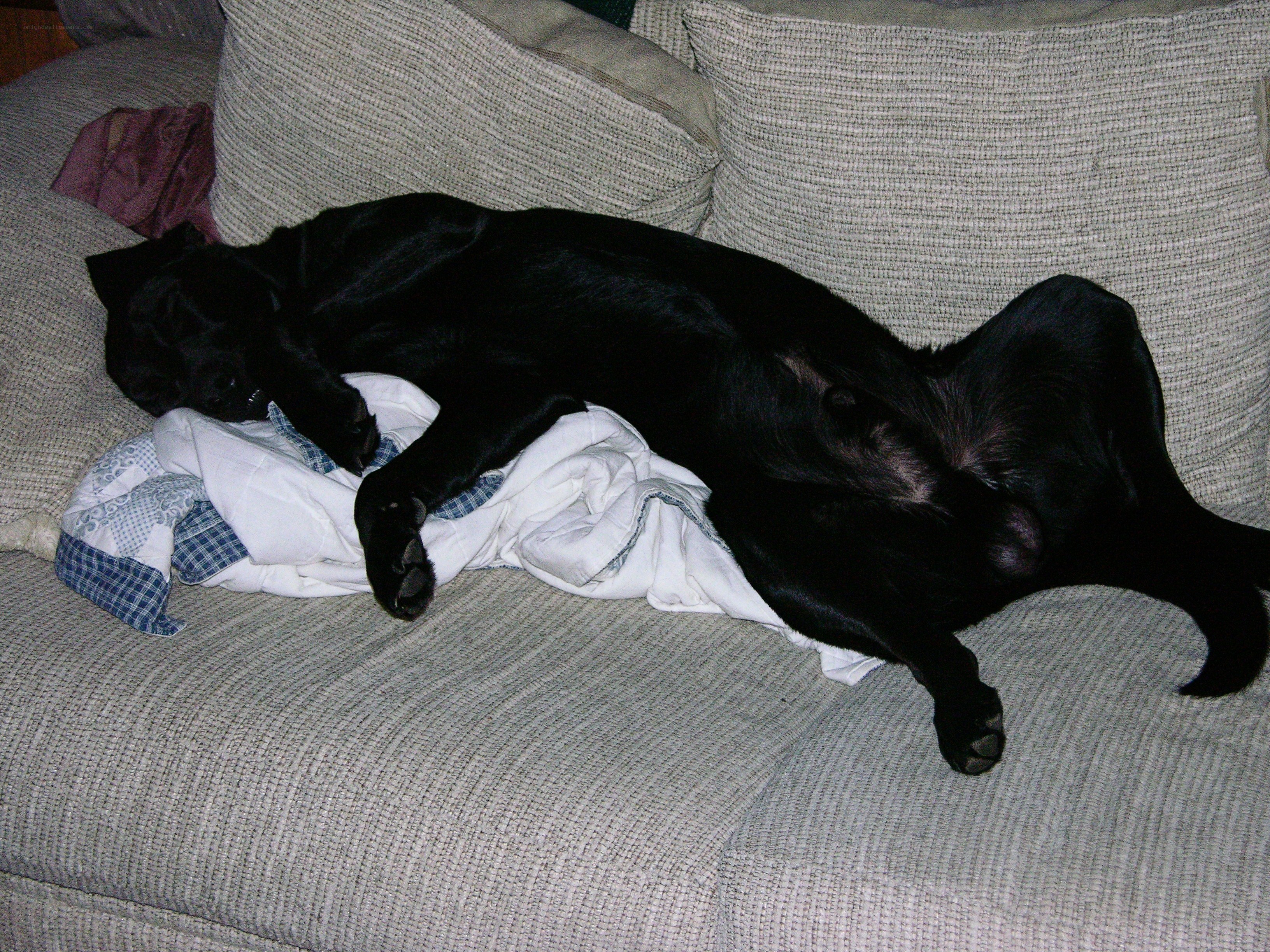 Black dog sleeping on couch