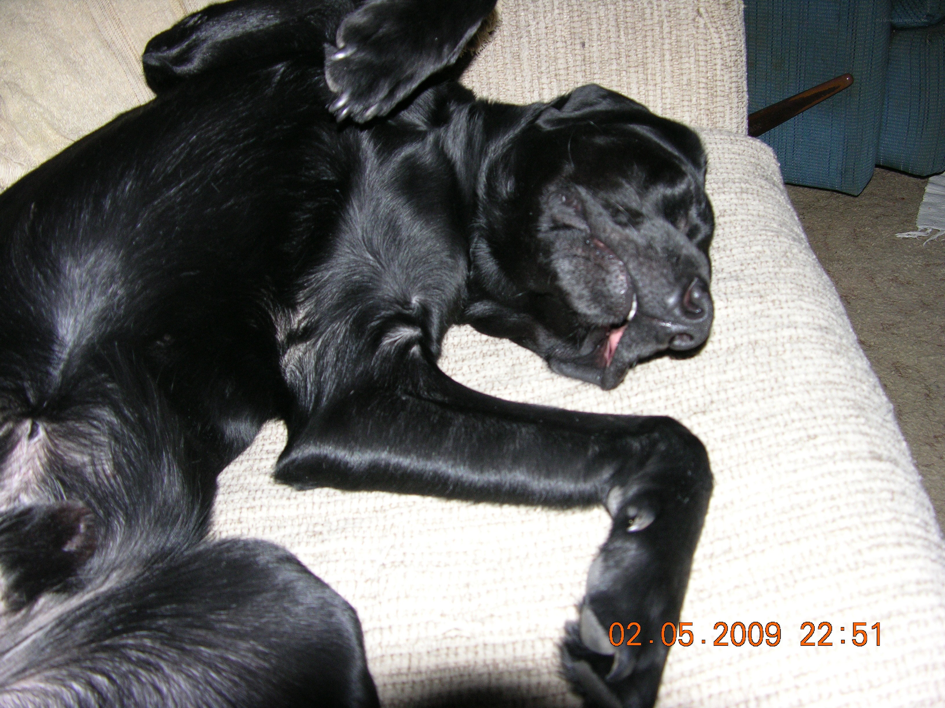 Black dog sleeping on couch
