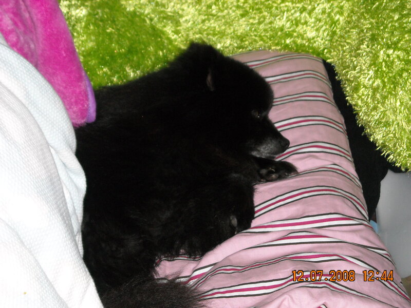 black dog sleeping on pillow