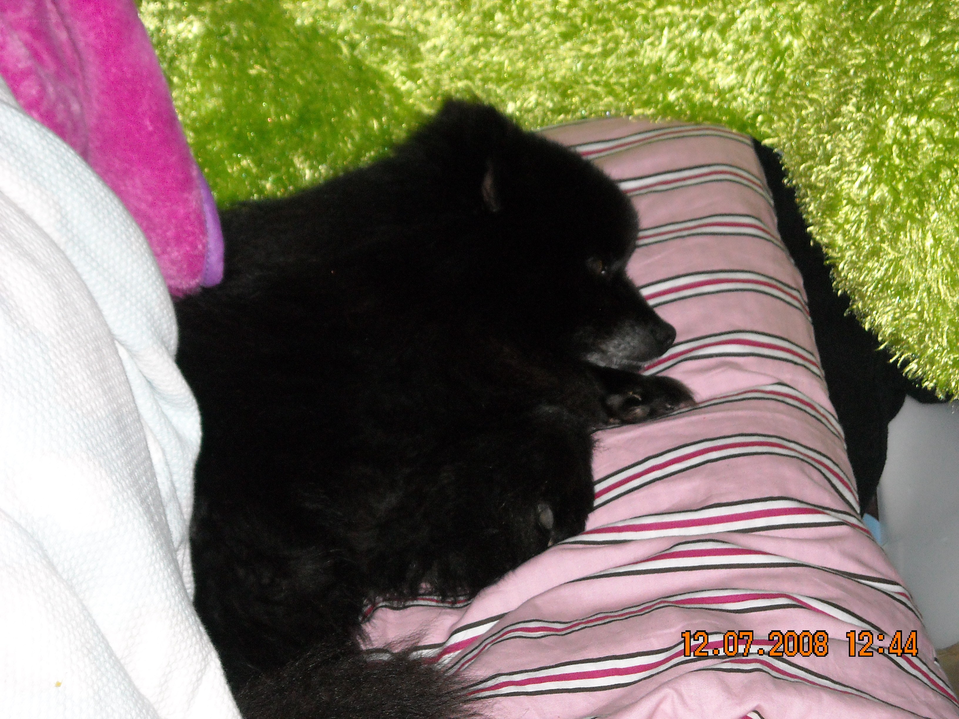 black dog sleeping on pillow