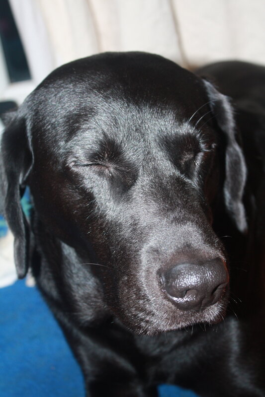 black dog sleeping peacefully