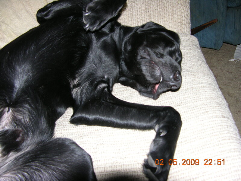 Black Dog Sleeping — Relaxed
