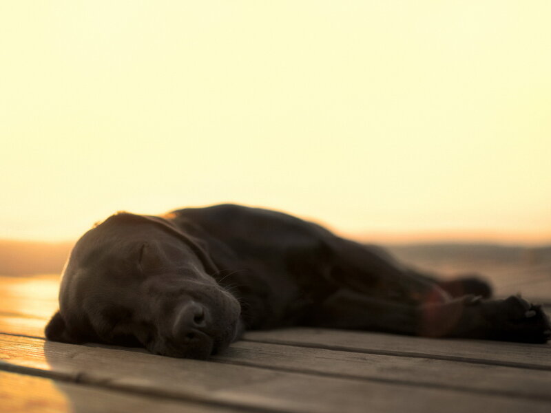Black Dog Sleeping