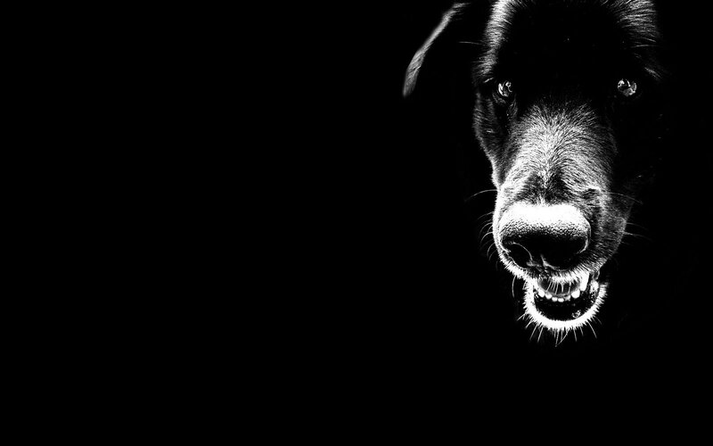 Black Dog Snarling — Dramatic