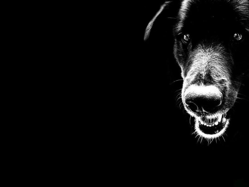 Black Dog Snarling