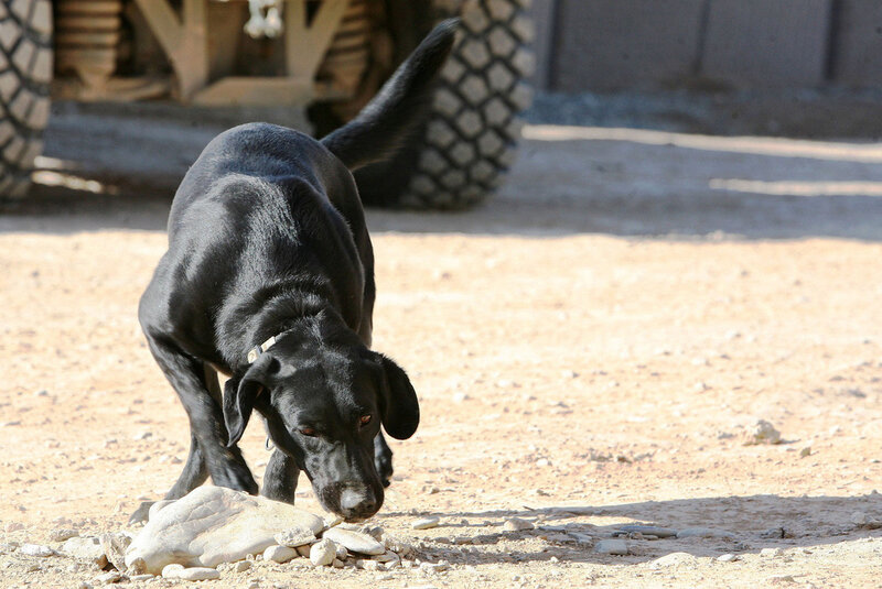 Black Dog Sniffing Ground