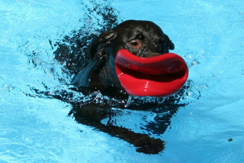 Black Dog Swimming — Blue, Active