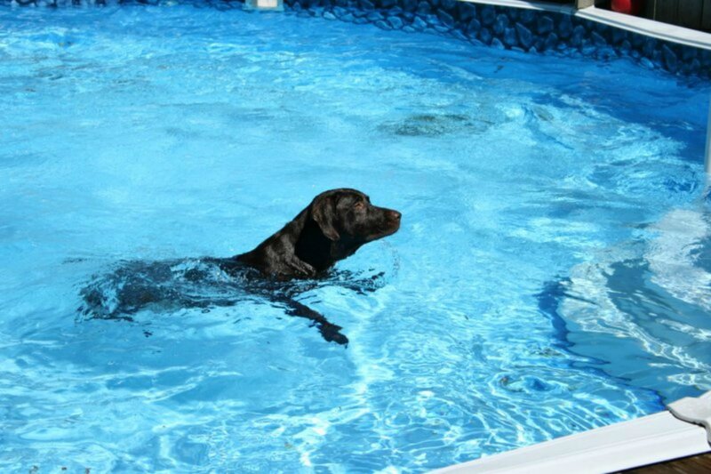 Black Dog Swimming — Blue, Calm, Afternoon