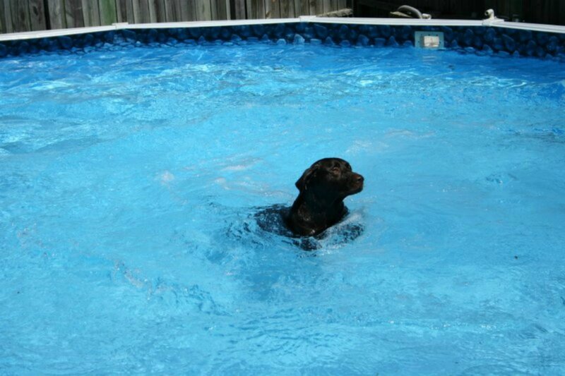 Black Dog Swimming — Blue, Calm