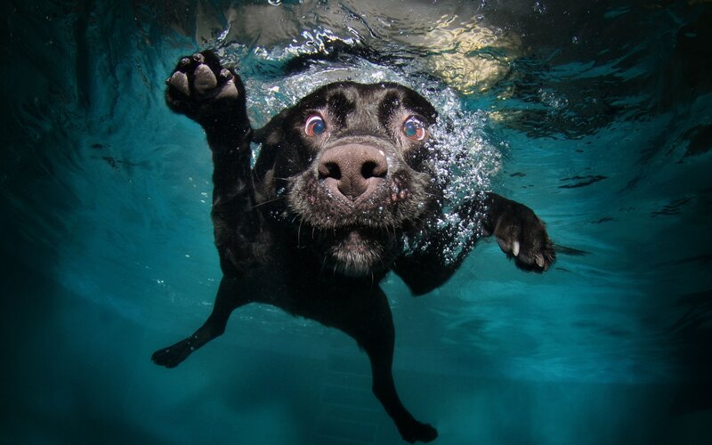 Black Dog Swimming — Blue, Dramatic