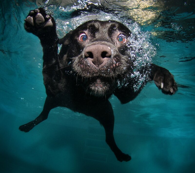 Black Dog Swimming — Blue