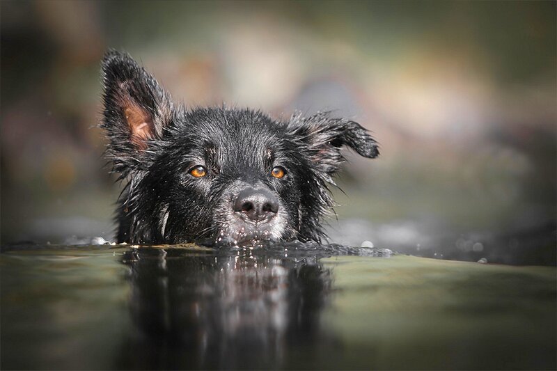 Black Dog Swimming — Calm