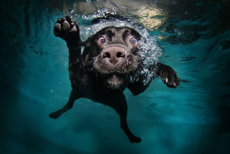Black Dog Swimming — Dramatic