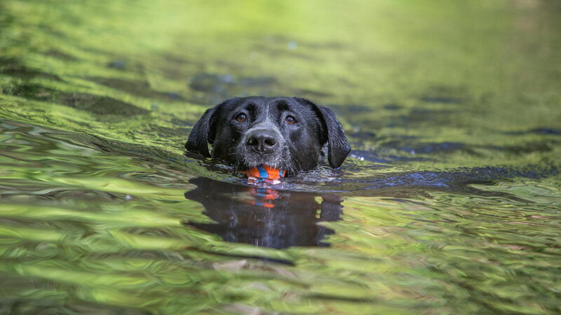 Black Dog Swimming — Green