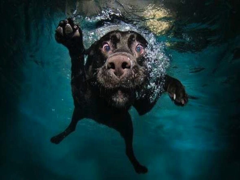 Black Dog Swimming