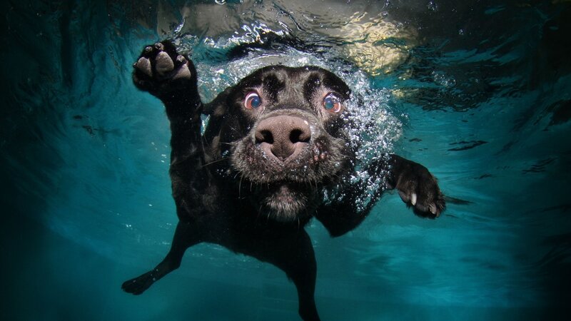 Black Dog Swimming Underwater — Blue, Dynamic