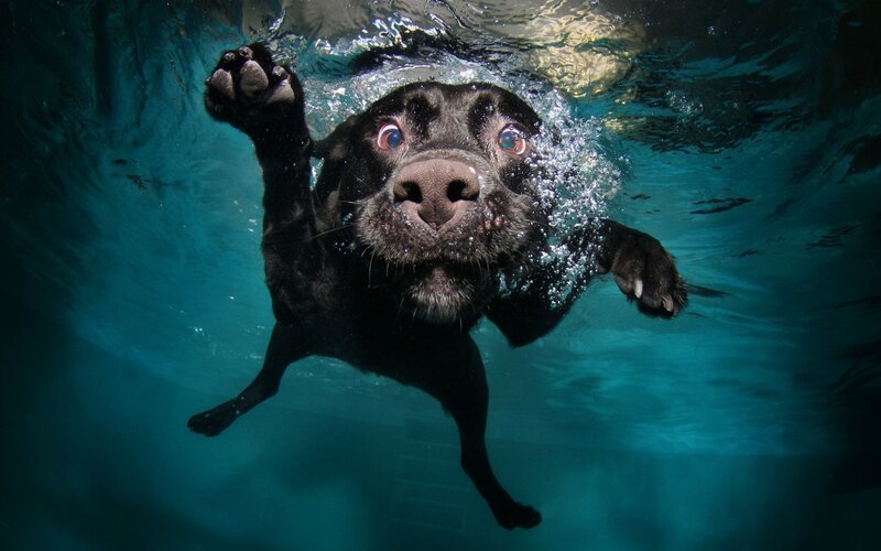 Black Dog Swimming Underwater — Blue