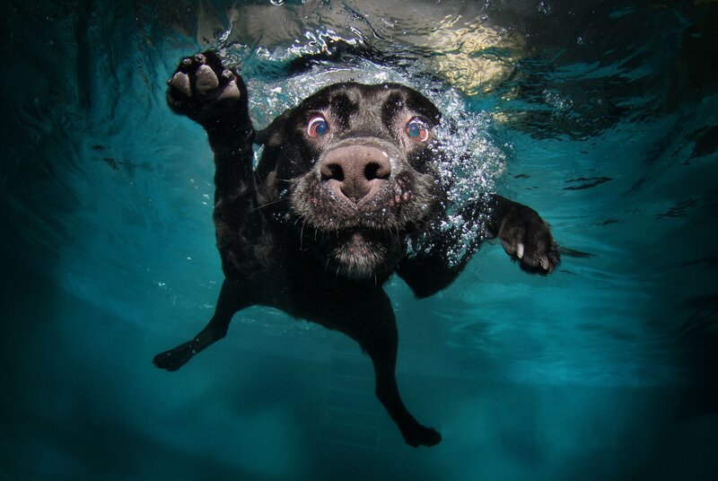 black dog swimming underwater