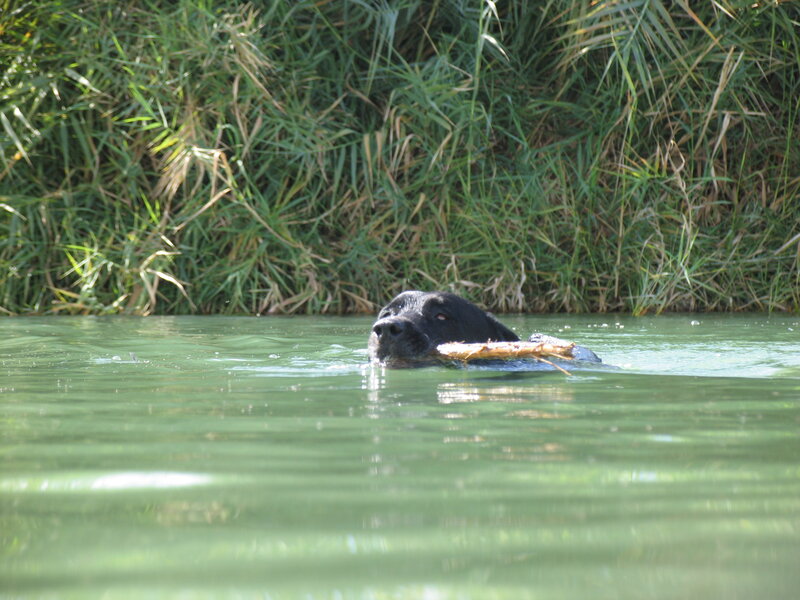 black dog swimming with stick