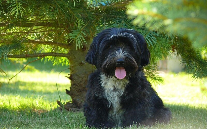 black dog under a tree