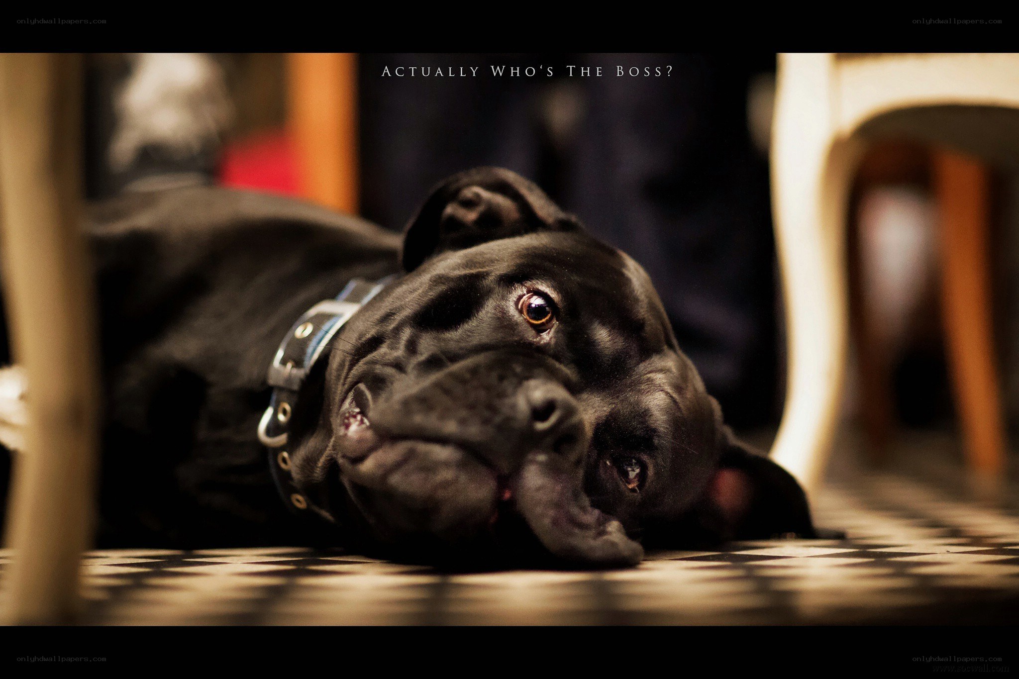 black dog under table