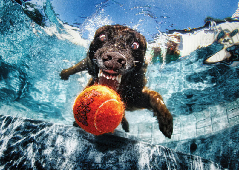 Black Dog Underwater