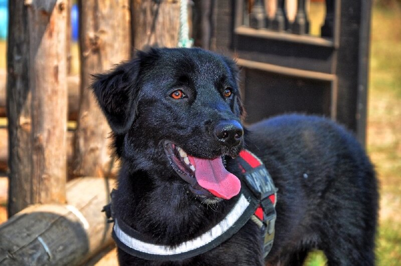Black Dog Wearing Harness
