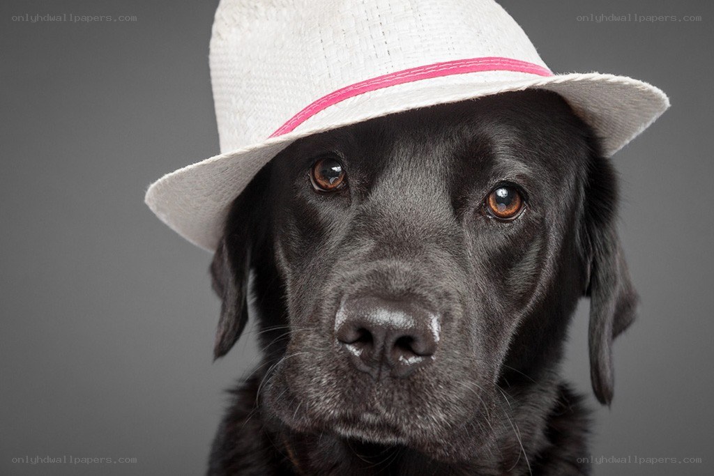 black dog wearing hat