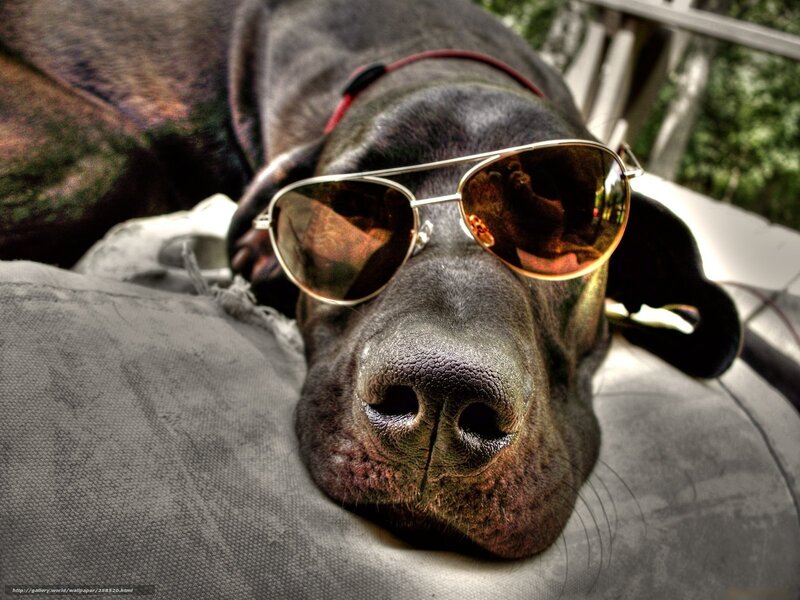 Black Dog Wearing Sunglasses — Relaxed, Afternoon