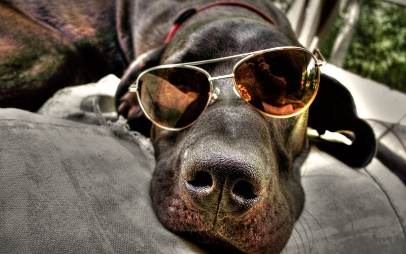 Black Dog Wearing Sunglasses — Relaxed