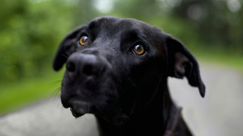 black dog with amber eyes