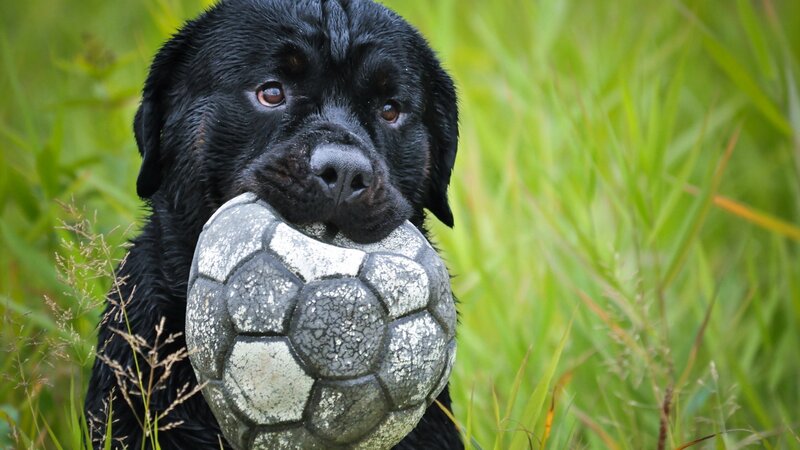 Black Dog with Ball — Calm