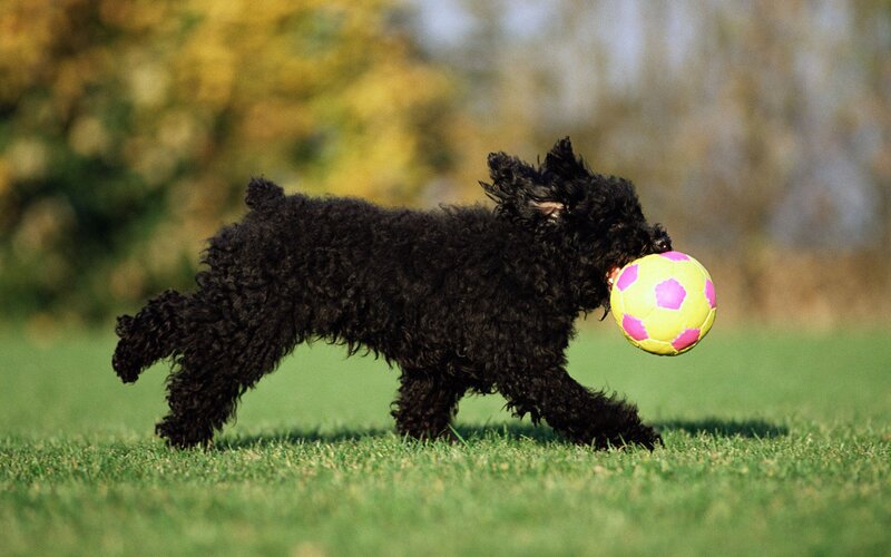 Black Dog with Ball