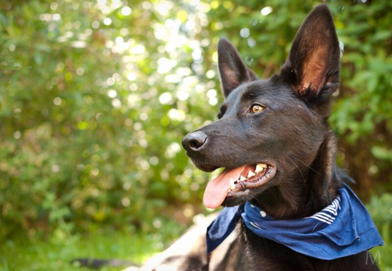 black dog with bandana outdoors