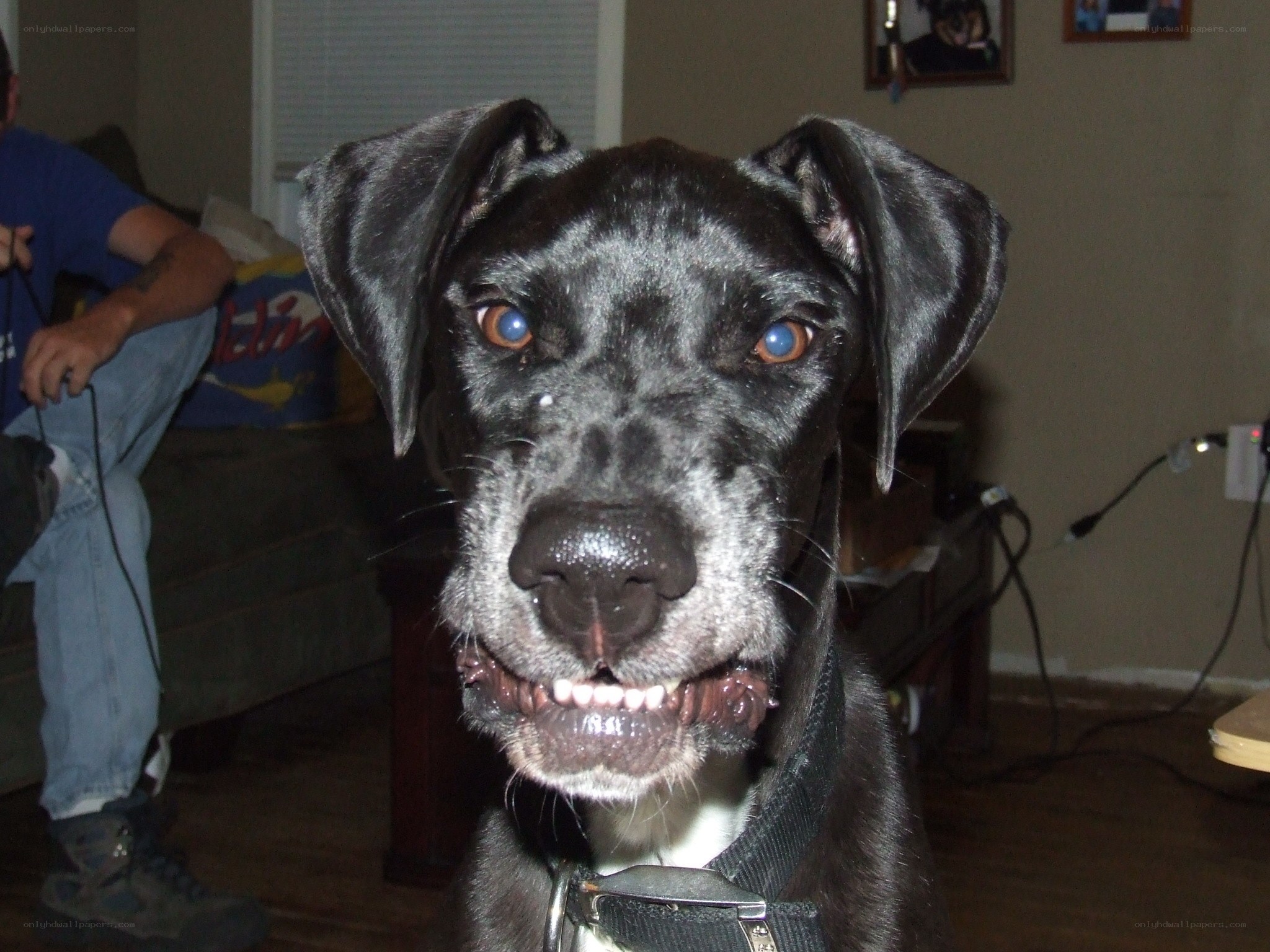 black dog with blue eyes