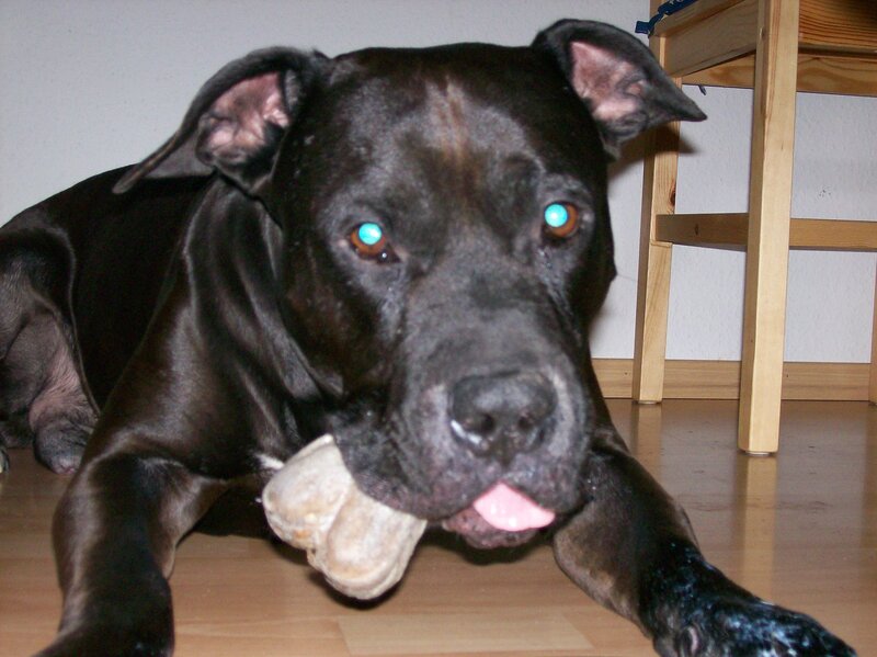Black Dog with Bone — Calm